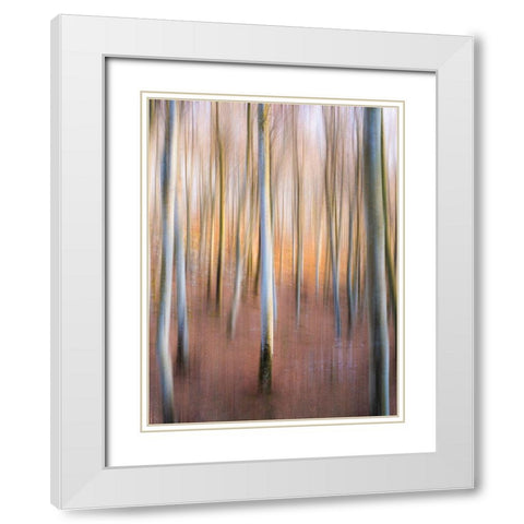 Magic Woodland White Modern Wood Framed Art Print with Double Matting by Zanin, Riccardo