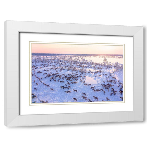North Of Russia - Wilde Reindeers White Modern Wood Framed Art Print with Double Matting by Minar, Patrik