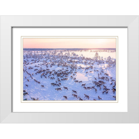 North Of Russia - Wilde Reindeers White Modern Wood Framed Art Print with Double Matting by Minar, Patrik