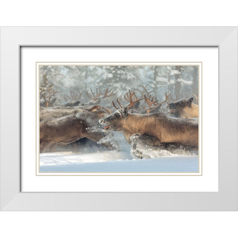Reindeers Iii White Modern Wood Framed Art Print with Double Matting by Minar, Patrik