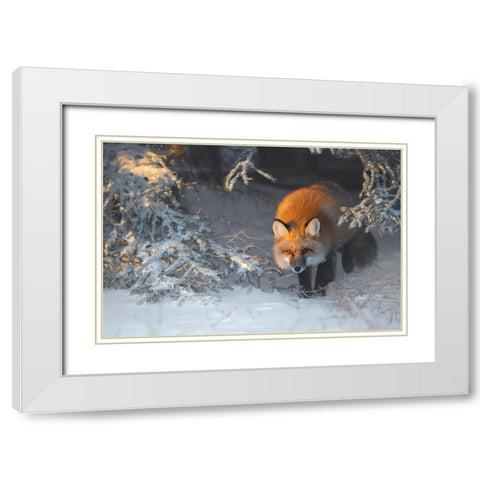 Red Fox White Modern Wood Framed Art Print with Double Matting by Marchegiani, Roberto