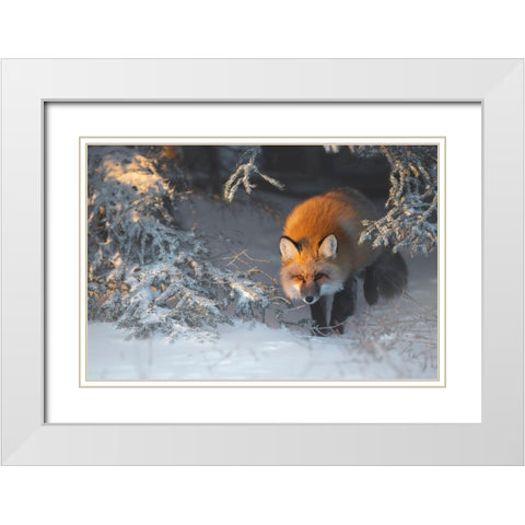 Red Fox White Modern Wood Framed Art Print with Double Matting by Marchegiani, Roberto