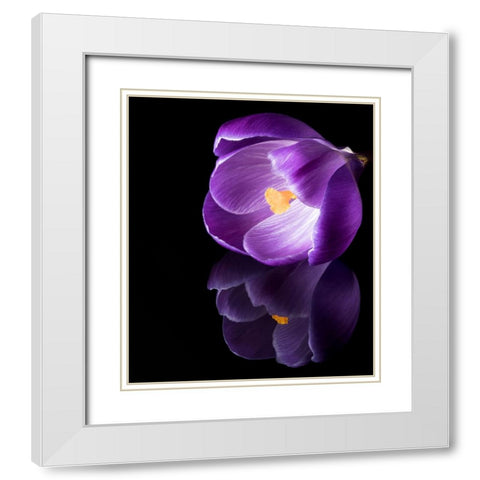 Crocus Flower With Reflections White Modern Wood Framed Art Print with Double Matting by Gade, Jens