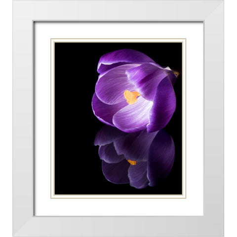 Crocus Flower With Reflections White Modern Wood Framed Art Print with Double Matting by Gade, Jens