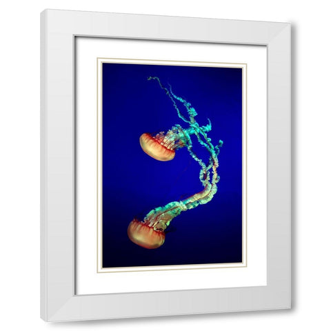Jelly Fish White Modern Wood Framed Art Print with Double Matting by Provost, Louis-Philippe