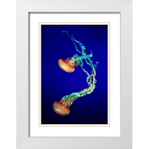 Jelly Fish White Modern Wood Framed Art Print with Double Matting by Provost, Louis-Philippe