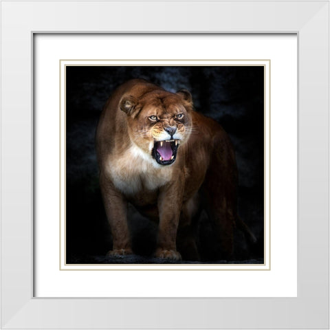 Lion Portrait White Modern Wood Framed Art Print with Double Matting by Pascual Buye, Santiago