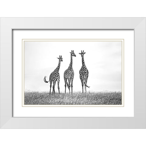 Giraffes In The  Mara Plains White Modern Wood Framed Art Print with Double Matting by Ortega, Xavier