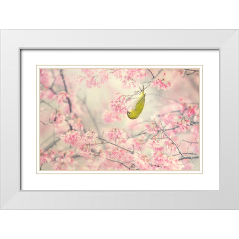 Cherry-Blossom Color White Modern Wood Framed Art Print with Double Matting by Suzuki, Takashi