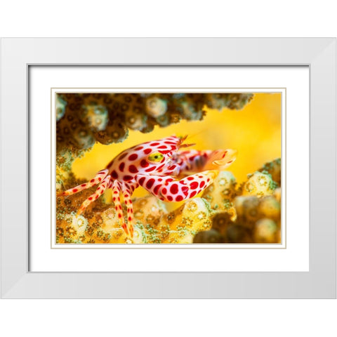 Red -Spotted Guard Crab White Modern Wood Framed Art Print with Double Matting by Gabriel, Barathieu