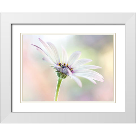 Cape Daisy White Modern Wood Framed Art Print with Double Matting by Disher, Mandy