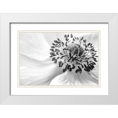 Anemone White Modern Wood Framed Art Print with Double Matting by Disher, Mandy