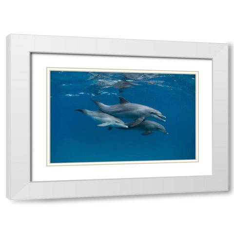 Dolphins White Modern Wood Framed Art Print with Double Matting by Molinari, Romano