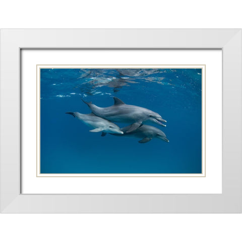 Dolphins White Modern Wood Framed Art Print with Double Matting by Molinari, Romano