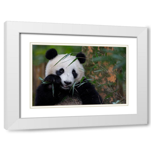 Bamboo Time White Modern Wood Framed Art Print with Double Matting by Catta, Alessandro