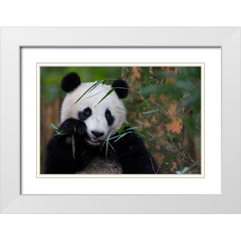 Bamboo Time White Modern Wood Framed Art Print with Double Matting by Catta, Alessandro