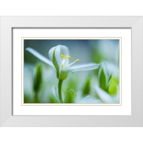 Emerging White Modern Wood Framed Art Print with Double Matting by Eisenmann, Ulrike