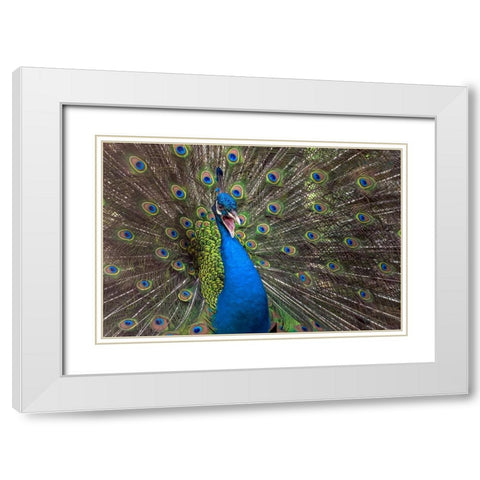 Indian Peafowl White Modern Wood Framed Art Print with Double Matting by Oesin, Dikky