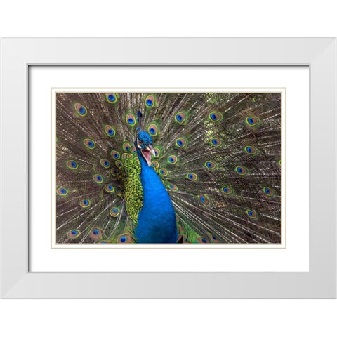 Indian Peafowl White Modern Wood Framed Art Print with Double Matting by Oesin, Dikky