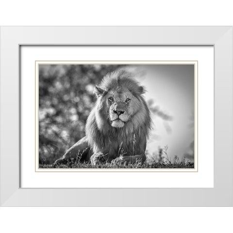 Monochromatic Lion King White Modern Wood Framed Art Print with Double Matting by C. Sink, Jeffrey