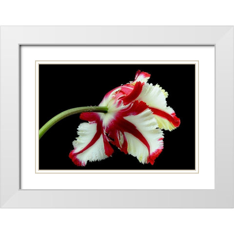 Tulipa Flaming Parrot White Modern Wood Framed Art Print with Double Matting by Gronkjar, Lotte