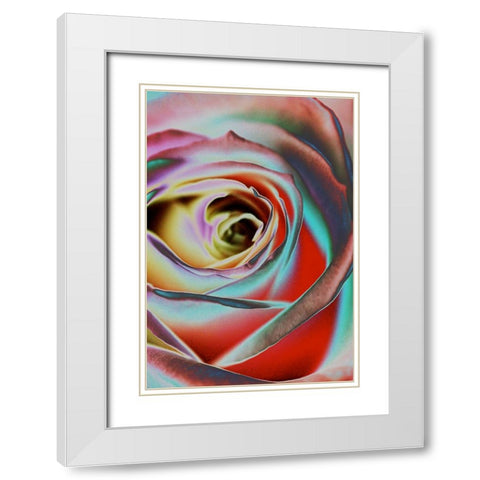Rose White Modern Wood Framed Art Print with Double Matting by Koenig, Andre