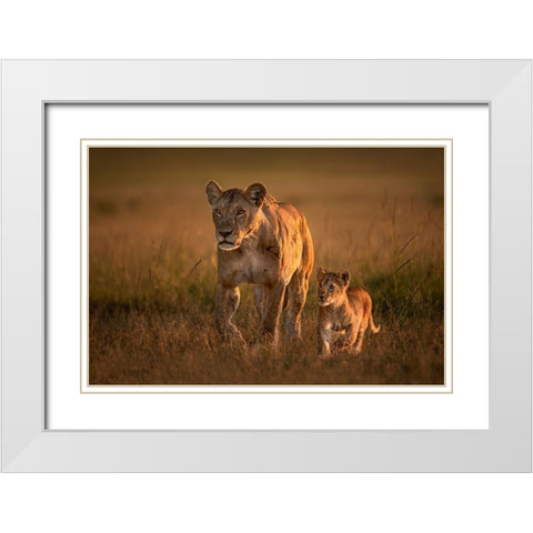 Mom Lioness With Cub White Modern Wood Framed Art Print with Double Matting by Ortega, Xavier