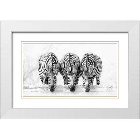 Zebras White Modern Wood Framed Art Print with Double Matting by Zhao, Henry