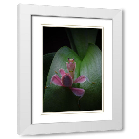 Flower Power 2 White Modern Wood Framed Art Print with Double Matting by Hoffman, Jimmy