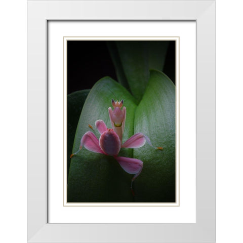 Flower Power 2 White Modern Wood Framed Art Print with Double Matting by Hoffman, Jimmy