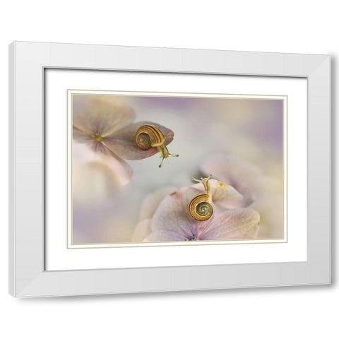Little Snails.... White Modern Wood Framed Art Print with Double Matting by Van Deelen, Ellen