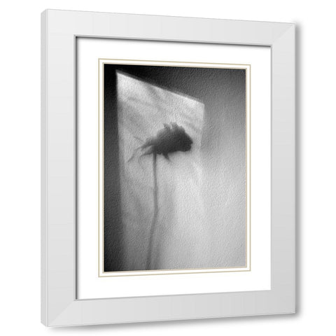 Rose White Modern Wood Framed Art Print with Double Matting by Walla, Marta