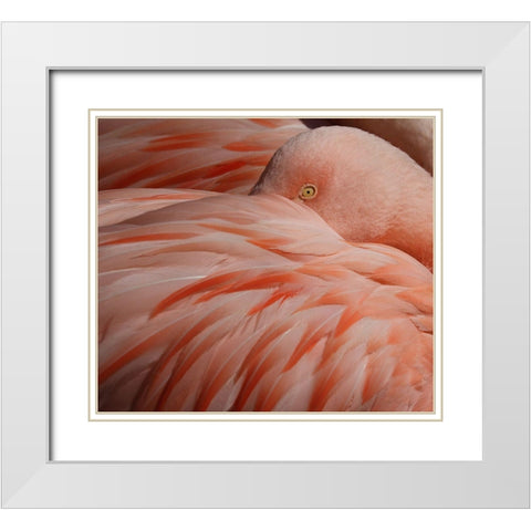 Portrait Of A Pink Flamingo White Modern Wood Framed Art Print with Double Matting by Wechsler, Robin