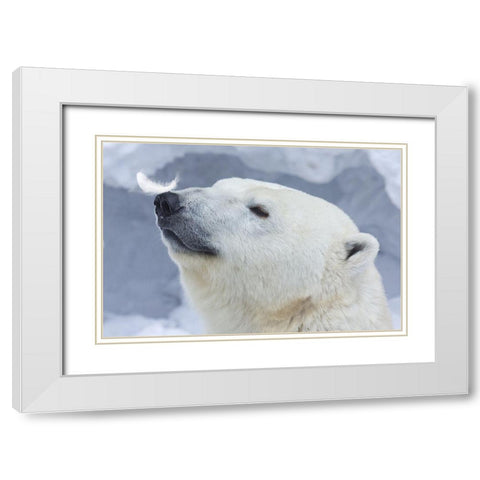 Polar Bear Portrait White Modern Wood Framed Art Print with Double Matting by Belovodchenko, Anton