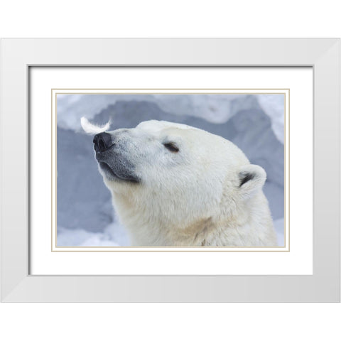 Polar Bear Portrait White Modern Wood Framed Art Print with Double Matting by Belovodchenko, Anton