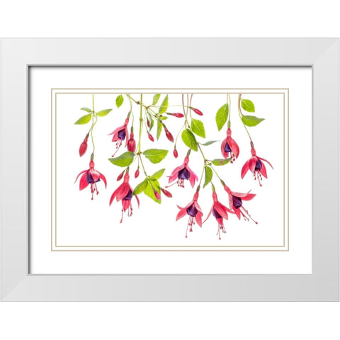 ~ Fuchsia ~ White Modern Wood Framed Art Print with Double Matting by Disher, Mandy