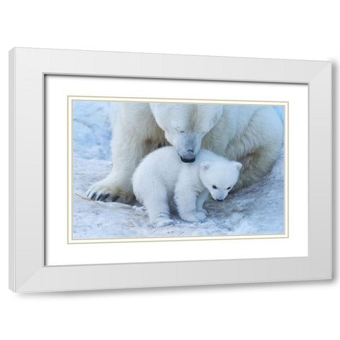 Polar Bear Portrait White Modern Wood Framed Art Print with Double Matting by Belovodchenko, Anton