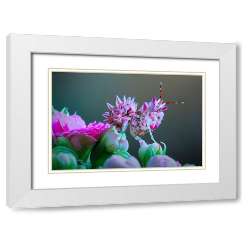 Flower Power 3 White Modern Wood Framed Art Print with Double Matting by Hoffman, Jimmy