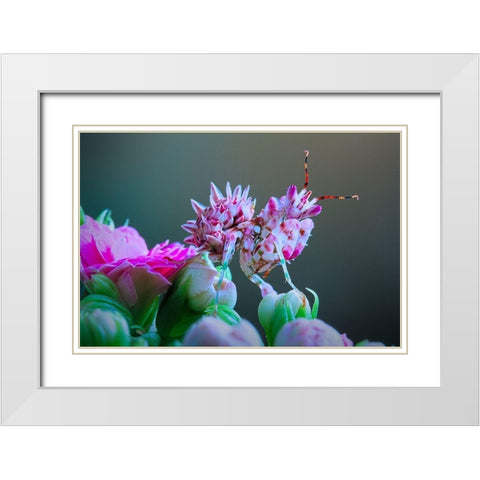 Flower Power 3 White Modern Wood Framed Art Print with Double Matting by Hoffman, Jimmy