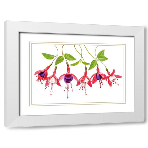 .Fuchsia. White Modern Wood Framed Art Print with Double Matting by Disher, Mandy