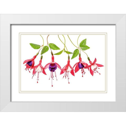 .Fuchsia. White Modern Wood Framed Art Print with Double Matting by Disher, Mandy