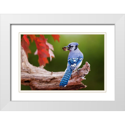 Blue Jay With Acorn White Modern Wood Framed Art Print with Double Matting by Costina, Mircea