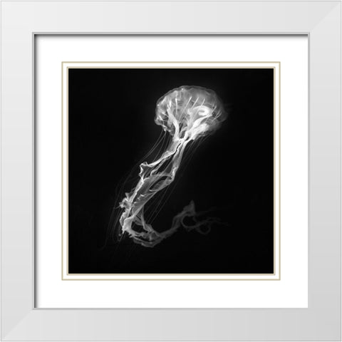 Jelly Fish Dance White Modern Wood Framed Art Print with Double Matting by Bunjamin, Antonyus