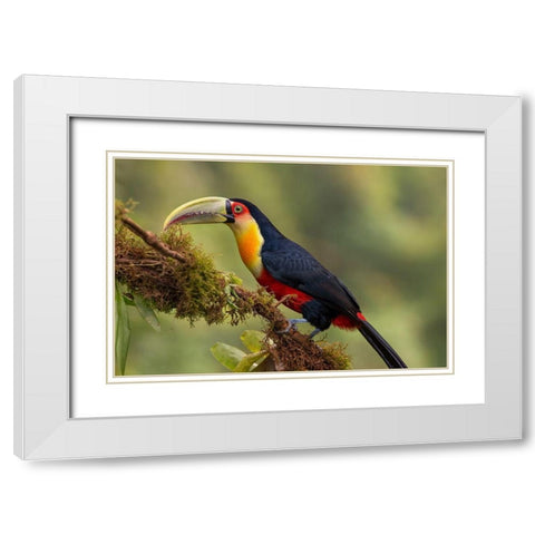 Red-Breasted Toucan White Modern Wood Framed Art Print with Double Matting by Galus, Piotr