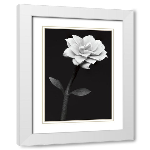 White Flower White Modern Wood Framed Art Print with Double Matting by Kustas, Anders