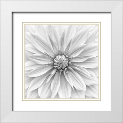 Hamari Gold In Monochrome White Modern Wood Framed Art Print with Double Matting by Gronkjar, Lotte