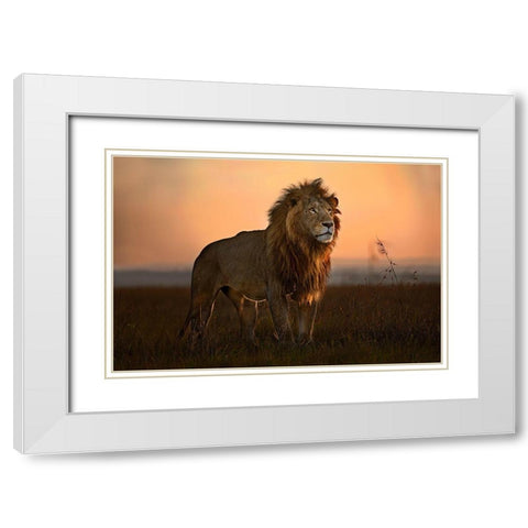 The King In The Morning Light White Modern Wood Framed Art Print with Double Matting by Ortega, Xavier