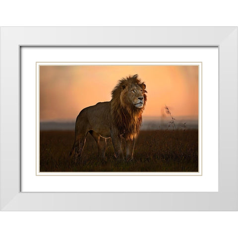 The King In The Morning Light White Modern Wood Framed Art Print with Double Matting by Ortega, Xavier