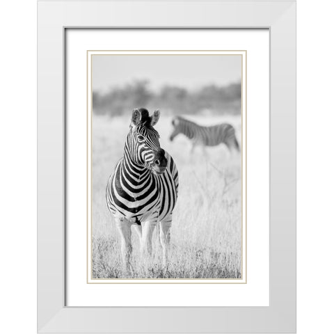 Zebra Bw White Modern Wood Framed Art Print with Double Matting by Bertsch, Hannes