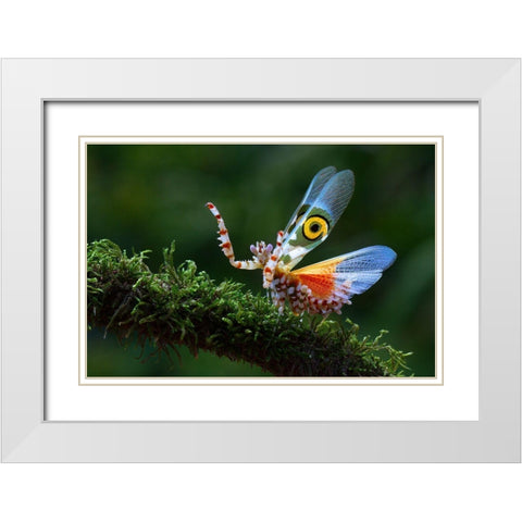 Defence Display 2 White Modern Wood Framed Art Print with Double Matting by Hoffman, Jimmy